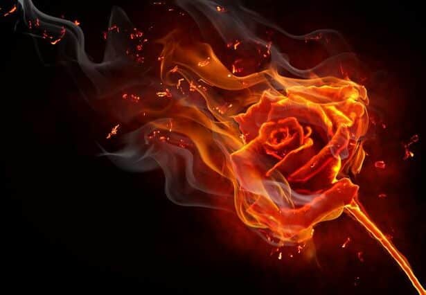 Fire Rose With Stem